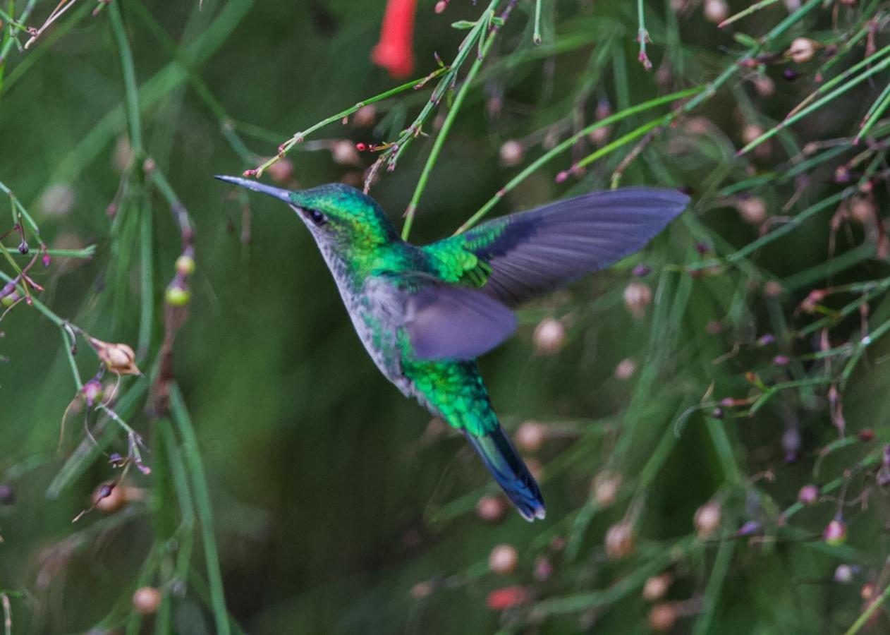 Chale Rosa Do Vale Villa Petrópolis Dış mekan fotoğraf